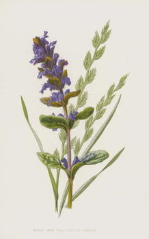 Samolepka Bugle and Tall Fescue Grass