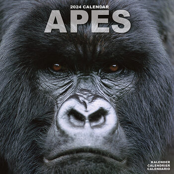 Apes Calendar 2024