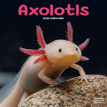 Calendar 2026 Axolotls