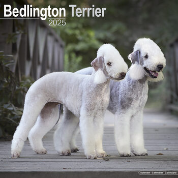 Calendar 2027 Bedlington Terrier