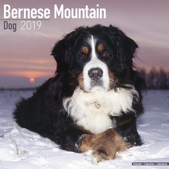 Calendar 2027 Bernese Mountain Dog