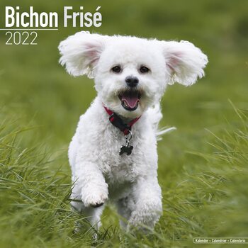 Calendar 2027 Bichon Frise