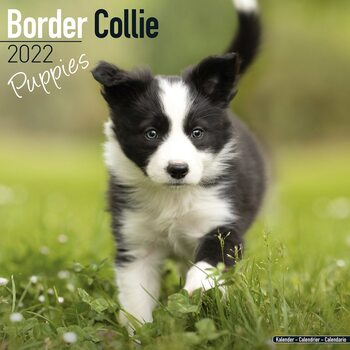 Calendar 2027 Border Collie - Pups