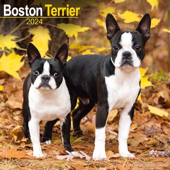 Calendar 2027 Boston Terrier