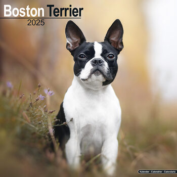 Calendar 2027 Boston Terrier