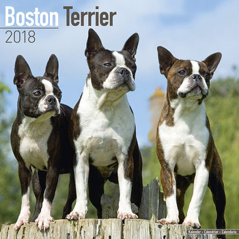 Calendar 2027 Boston Terrier