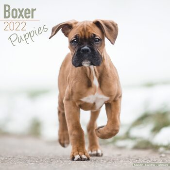 Calendar 2027 Boxer Pups