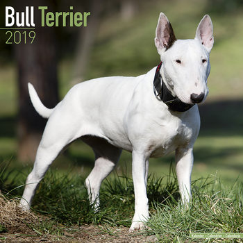Calendar 2027 Bull Terrier