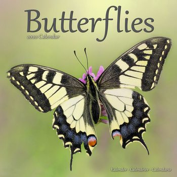Calendar 2027 Butterflies