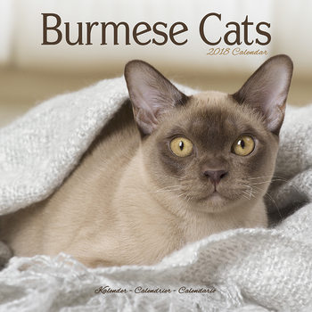 Calendar 2027 Cats - Burmese