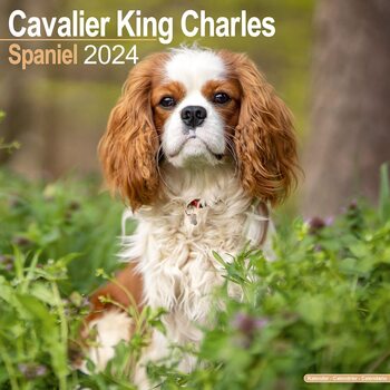 Cavalier King Charles Calendar 2024