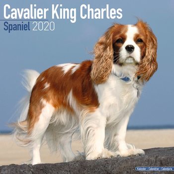 Calendar 2027 Cavalier King Charles
