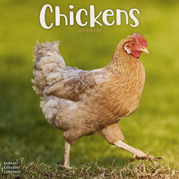 Chickens Calendar 2024