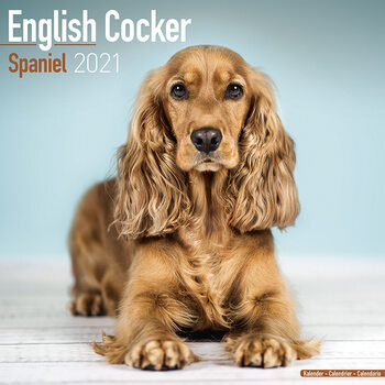 Calendar 2027 English Cocker Spaniel