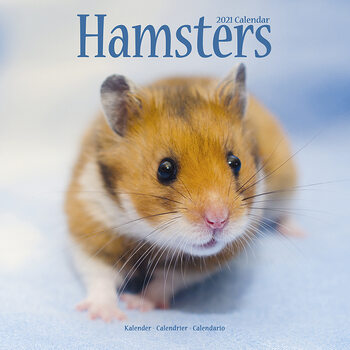 Calendar 2027 Hamsters