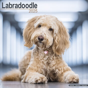 Calendar 2027 Labradoodle