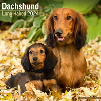 Longhaired Dachshund Calendar 2024