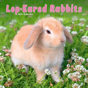 Calendar 2027 Lop-Eared Rabbits