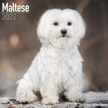 Calendar 2027 Maltese