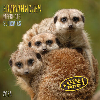 Meerkats Calendar 2024