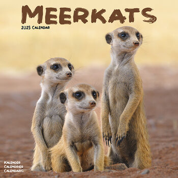 Calendar 2027 Meerkats