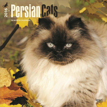 Calendar 2027 Persian Cats