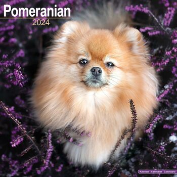Calendar 2027 Pomeranian