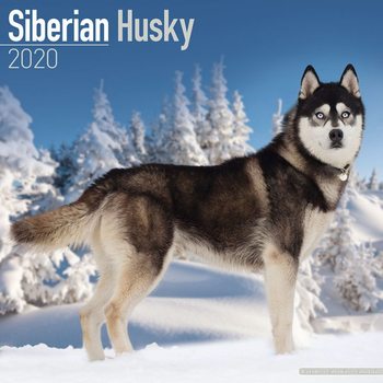 Calendar 2027 Siberian Husky