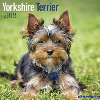 Calendar 2027 Yorkshire Terrier
