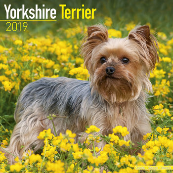 Calendar 2027 Yorkshire Terrier