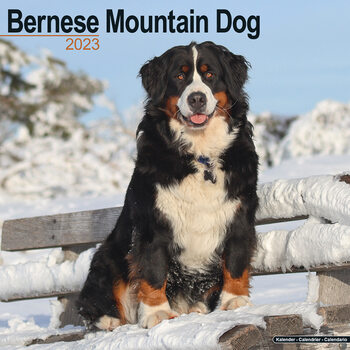 Bernese Mountain Dog Calendar 2023