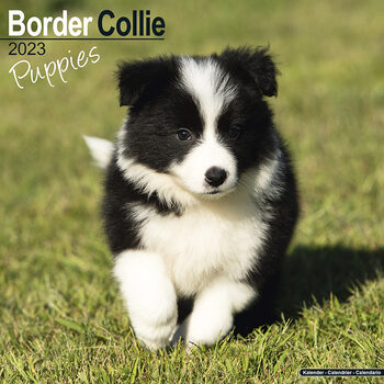 Border Collie - Pups Calendar 2023