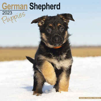 German Shepherd - Pups Calendar 2023
