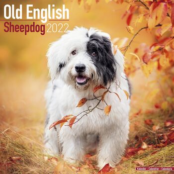 Old English Sheepdog Calendar 2022