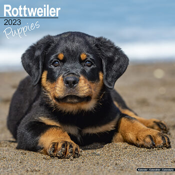 Rottweiler - Pups Calendar 2023