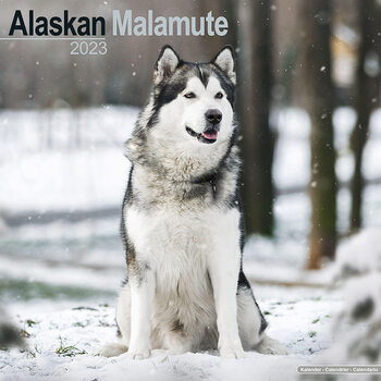 Calendario 2023 Alaskan Malamute