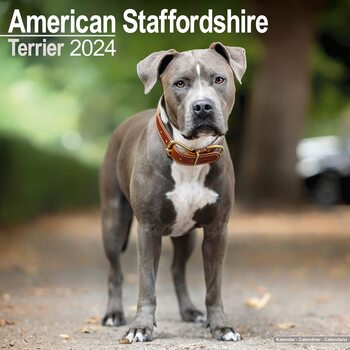 Calendario 2024 American Staffordshire Terrier