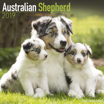 Calendario 2027 Australian Shepherd