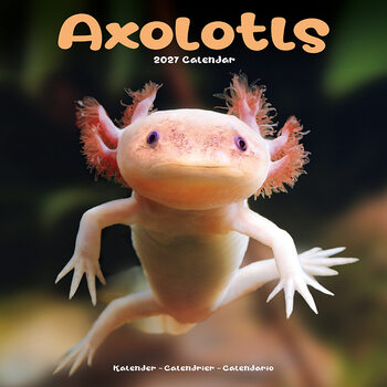 Calendario 2027 Axolotl
