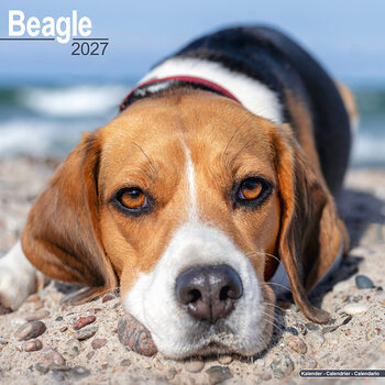 Calendario 2027 Beagle