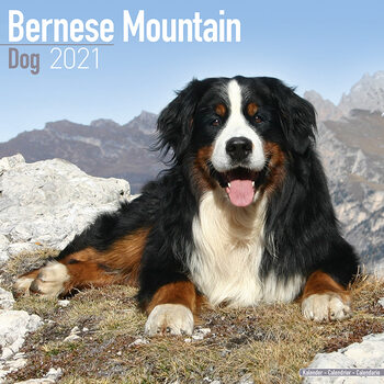 Calendario 2027 Bernese Mountain Dog