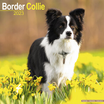 Calendario 2027 Border Collie