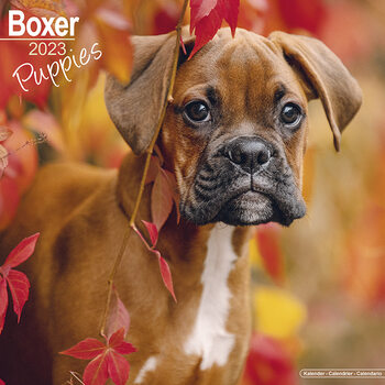Calendario 2027 Boxer - Puppies