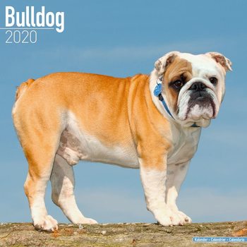 Calendario 2027 Bulldog