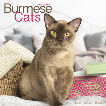 Calendario 2027 Cats - Burmese