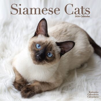 Calendario 2026 Cats - Siamese