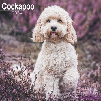 Calendario 2027 Cockapoo