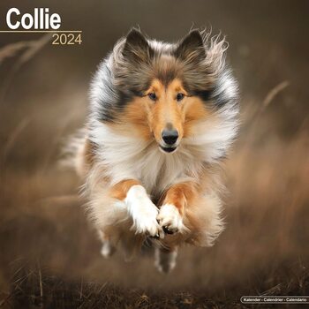 Calendario 2027 Collie