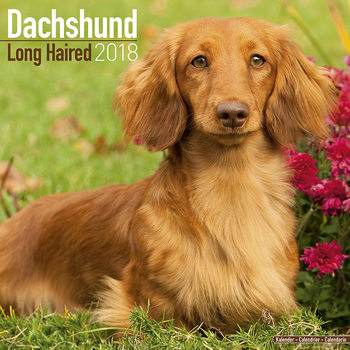 Calendario 2027 Dachshund (Longhaired)