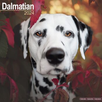Calendario 2024 Dalmatian
